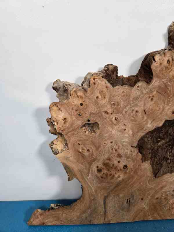 Naturally Shaped Burr Elm
