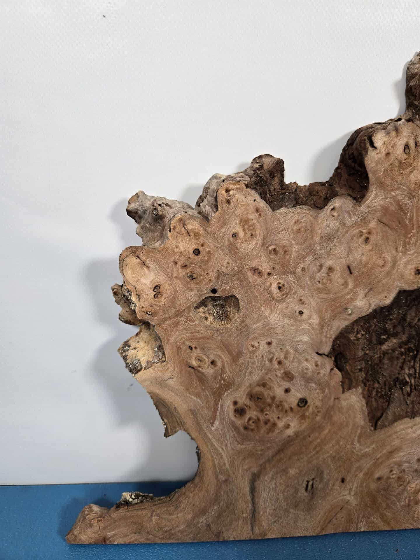 Naturally Shaped Burr Elm - Image 6