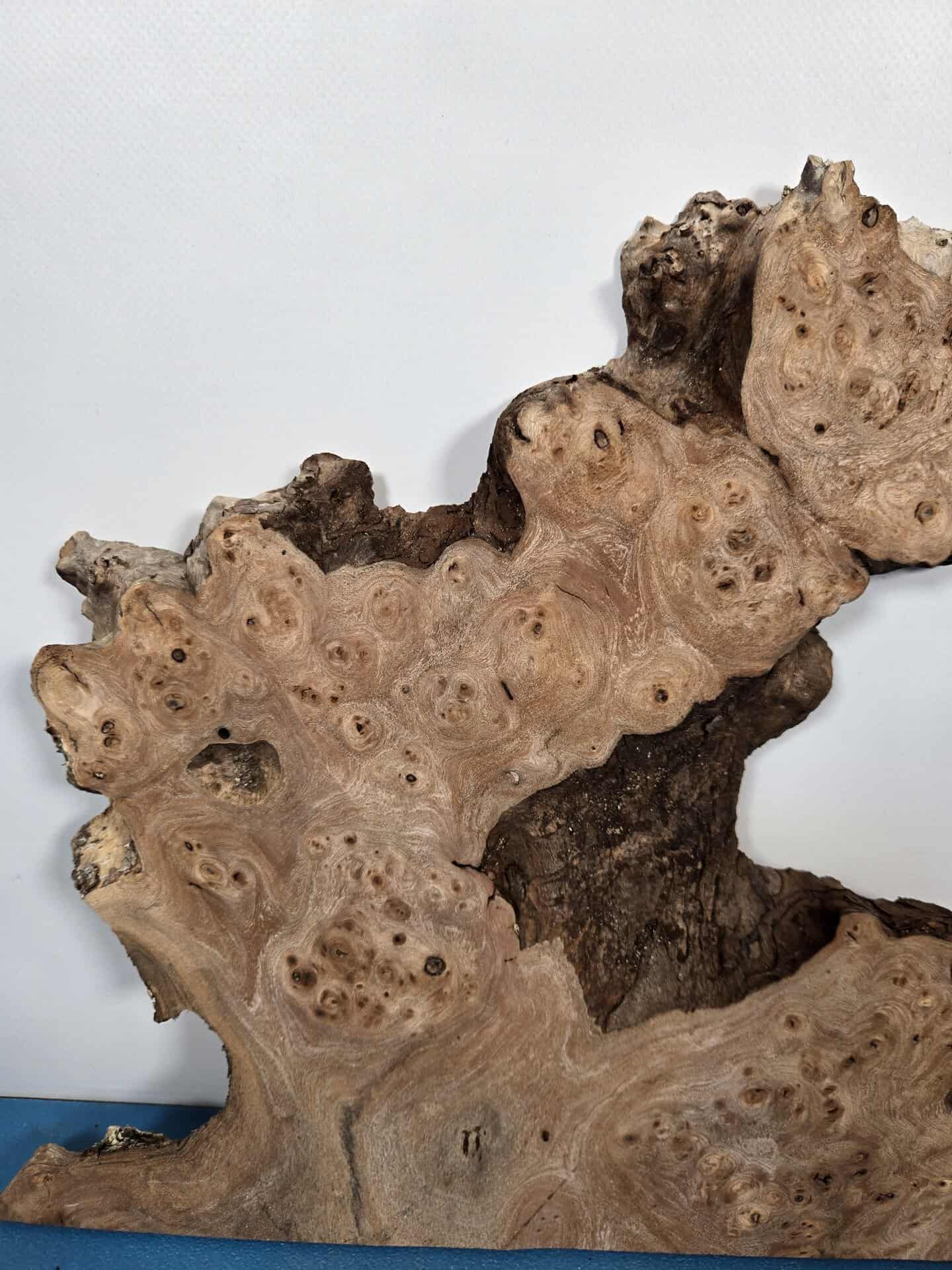 Naturally Shaped Burr Elm - Image 7