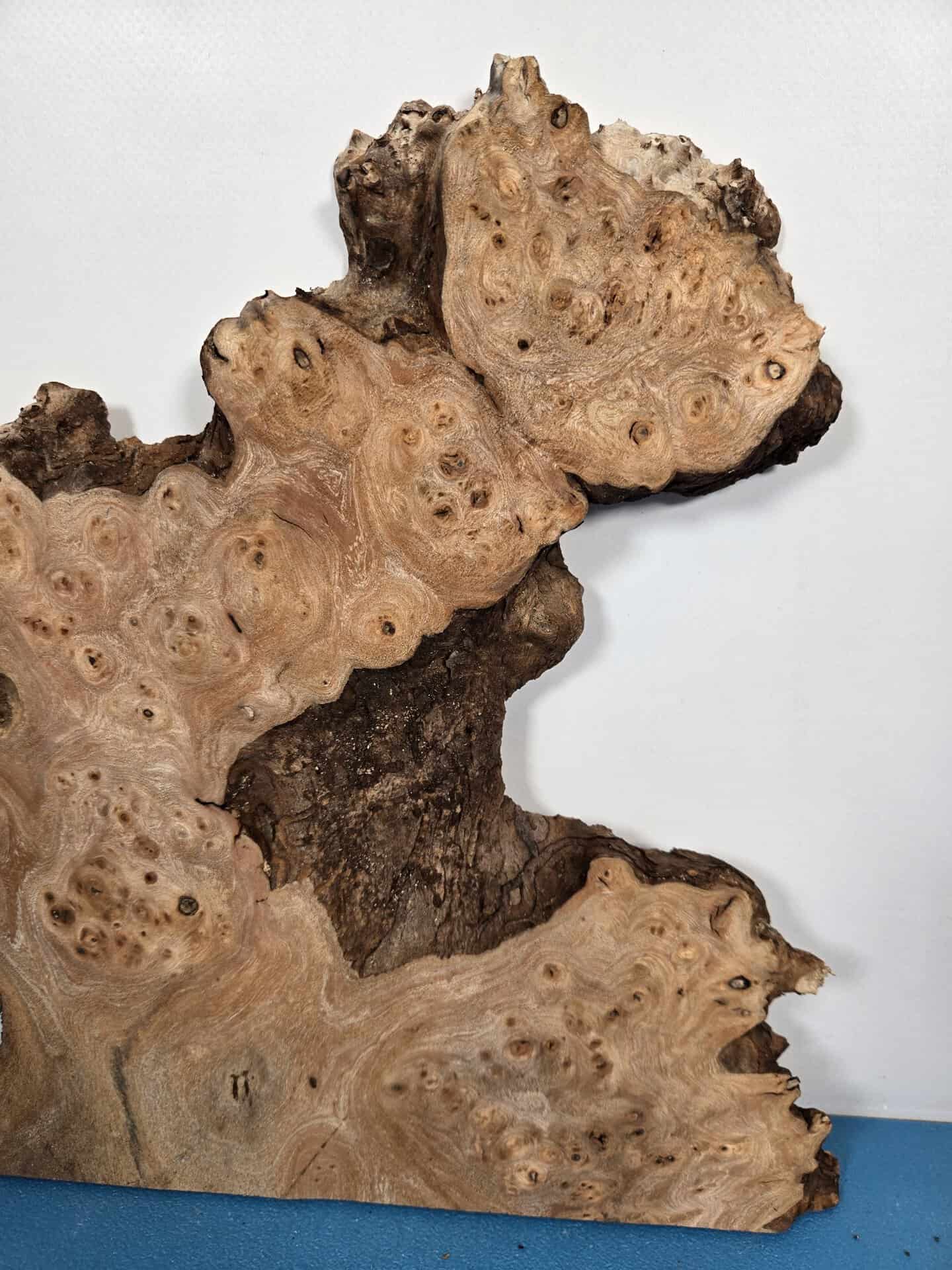 Naturally Shaped Burr Elm - Image 8