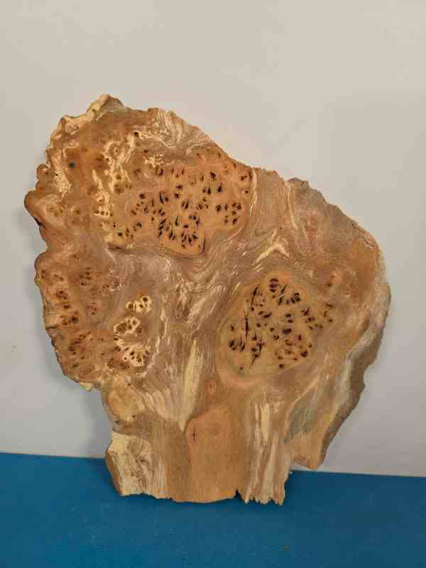 Small Rustic Elm Burr