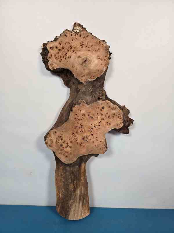 Characterful Elm Burr Offcut