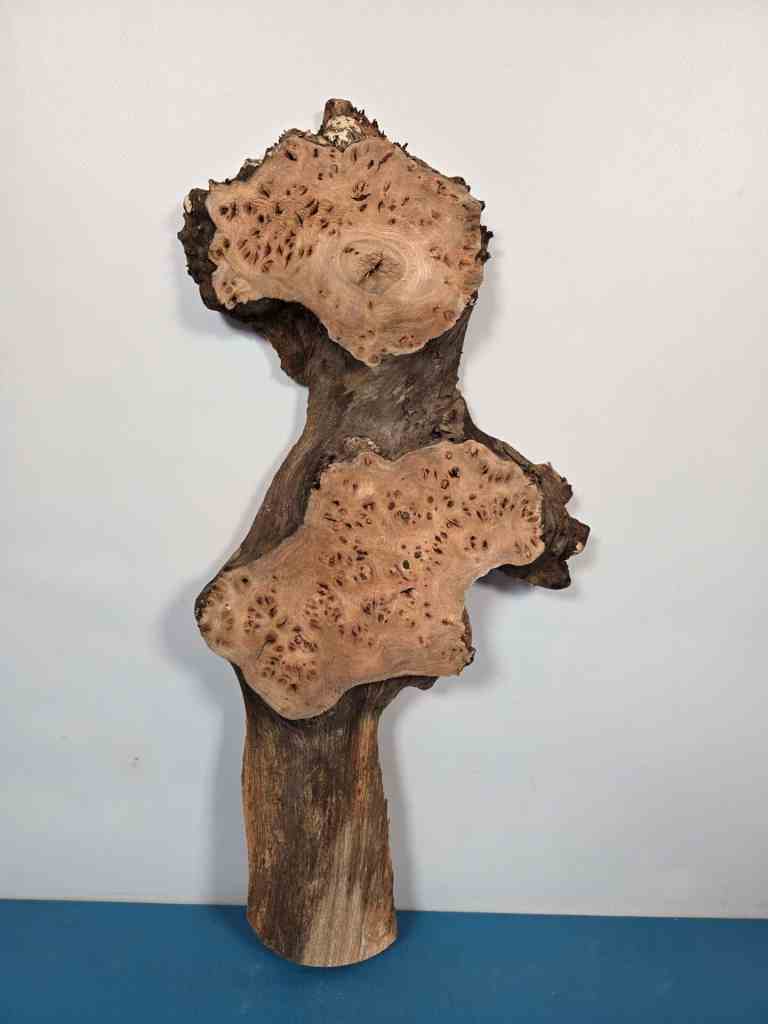 Characterful Elm Burr Offcut