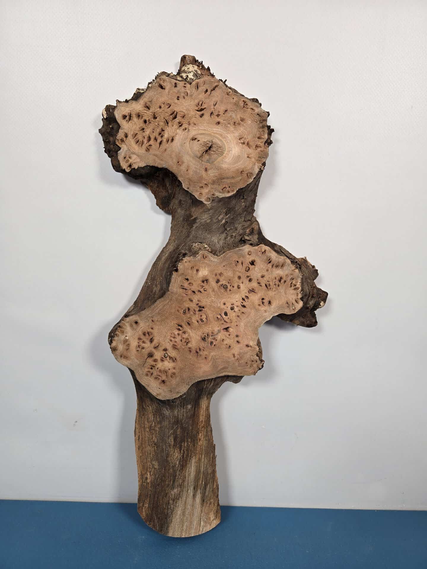 Characterful Elm Burr Offcut