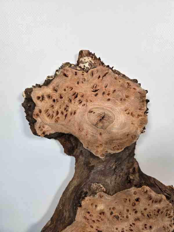 Characterful Elm Burr Offcut