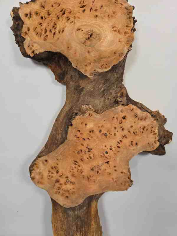 Characterful Elm Burr Offcut