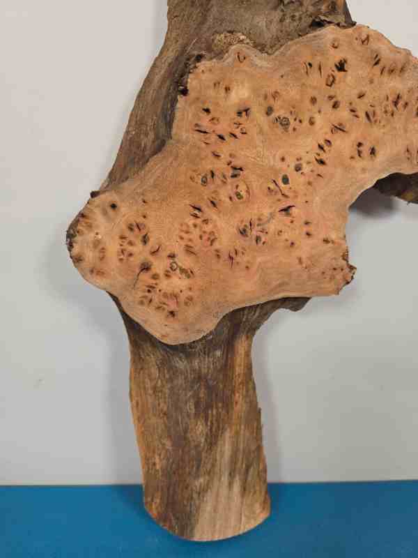 Characterful Elm Burr Offcut