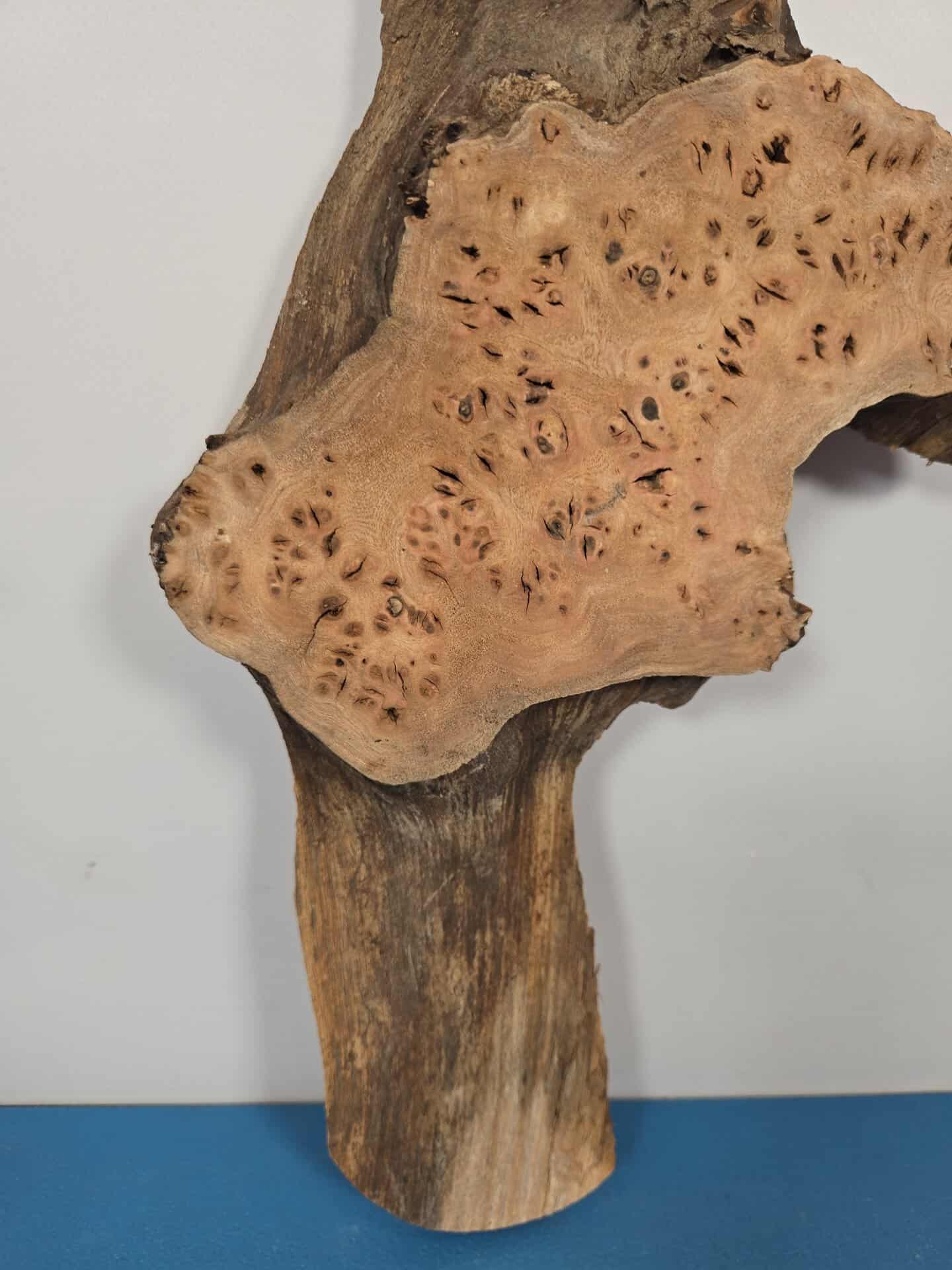 Characterful Elm Burr Offcut - Image 4