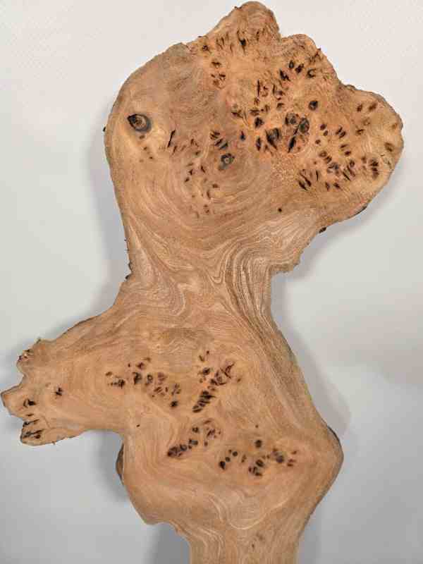 Characterful Elm Burr Offcut
