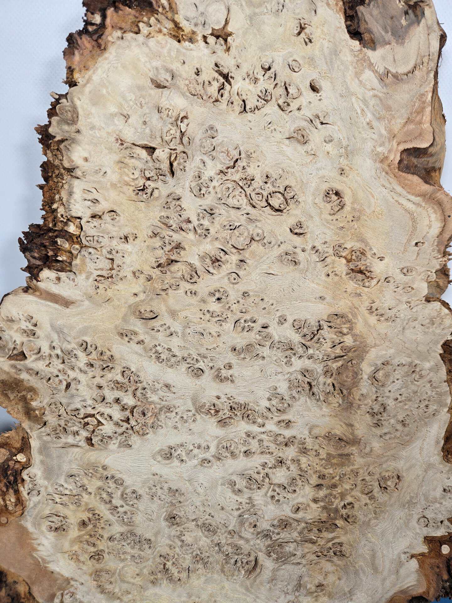 Edge-All-Round Oak Burr - Image 3