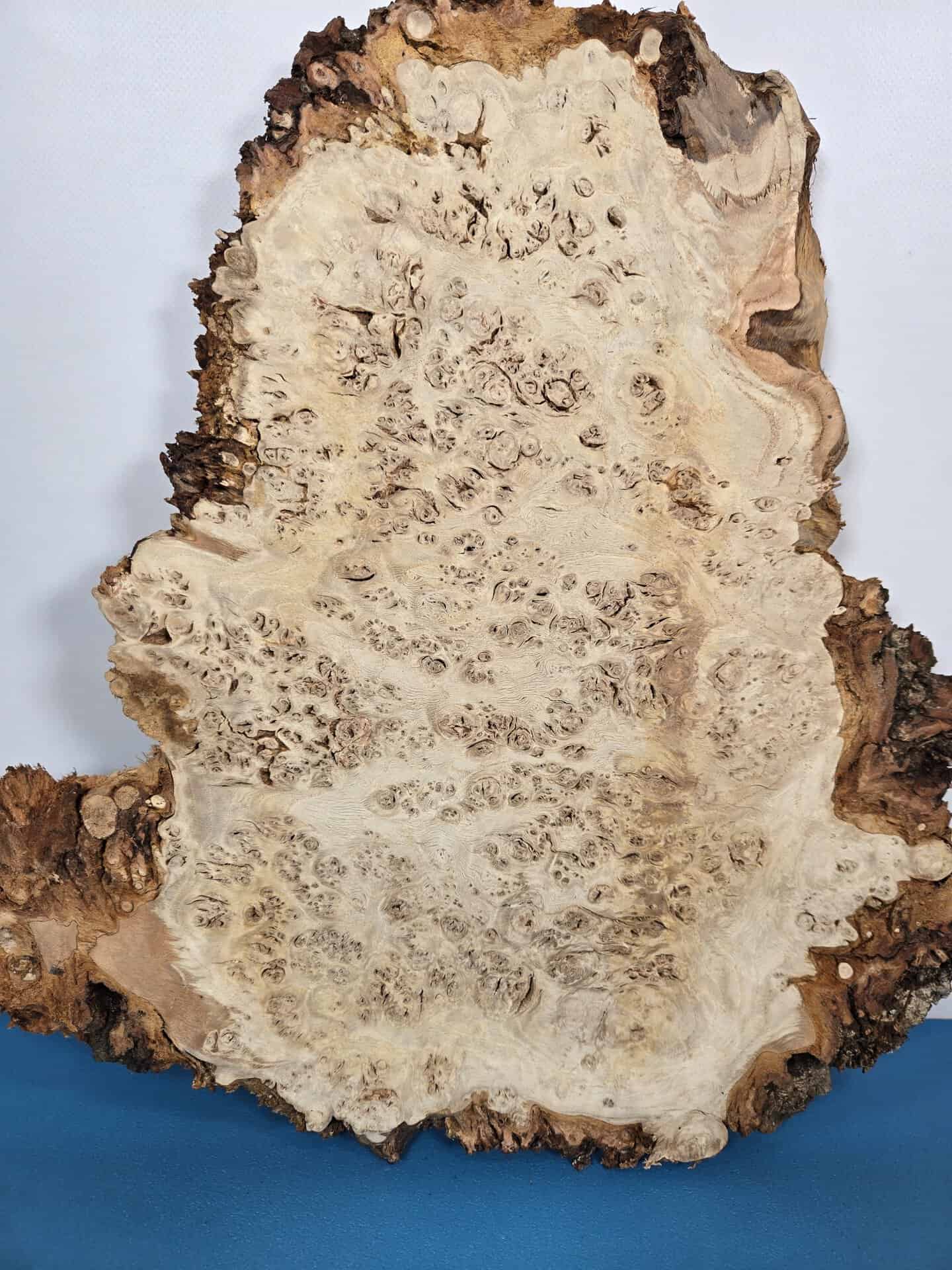 Edge-All-Round Oak Burr - Image 4