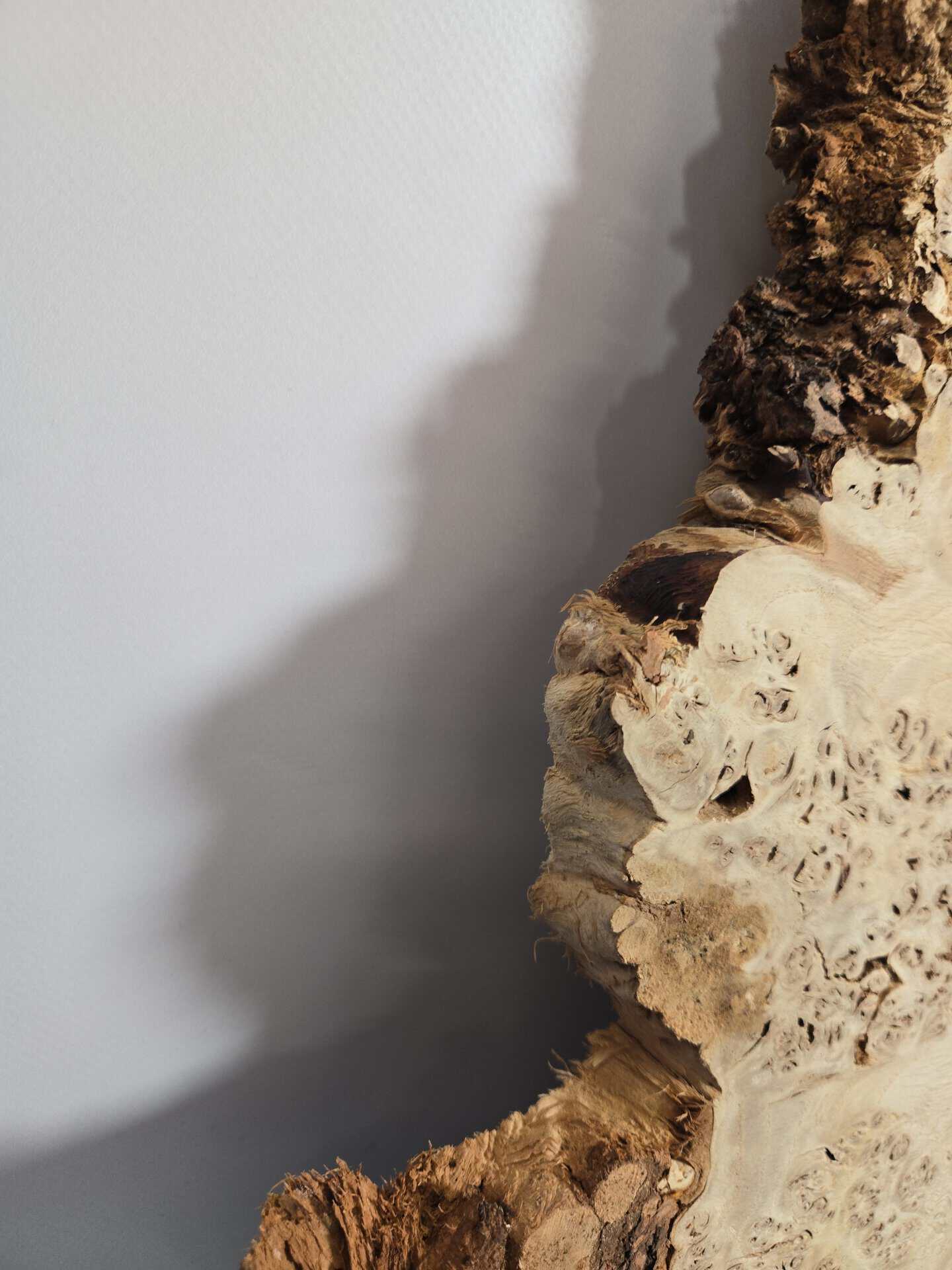 Edge-All-Round Oak Burr - Image 5