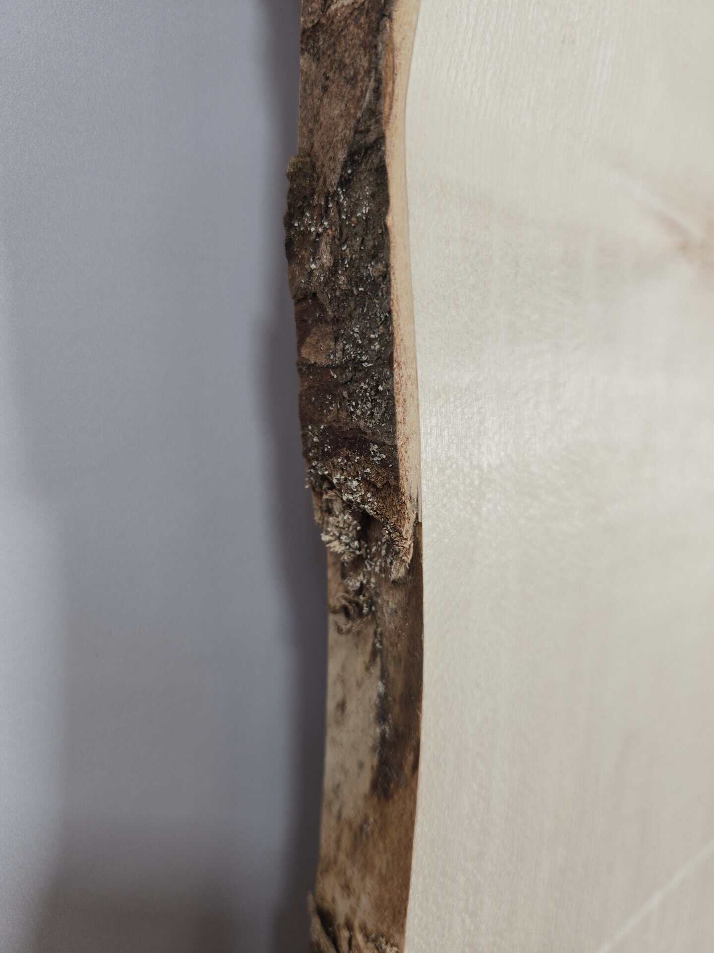 Live edge Sycamore Slab - Image 7