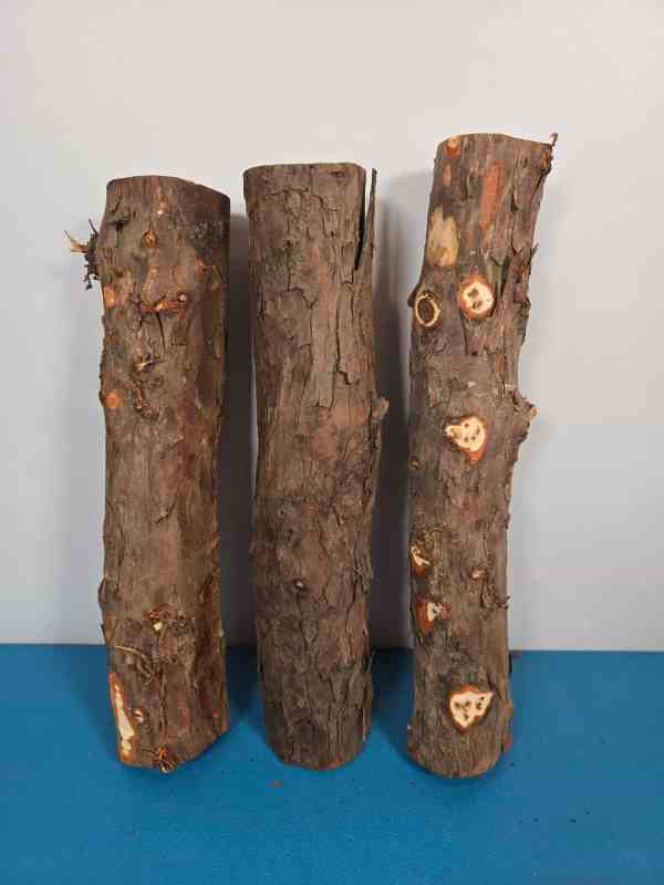 Natural Yew Branch Wood x3