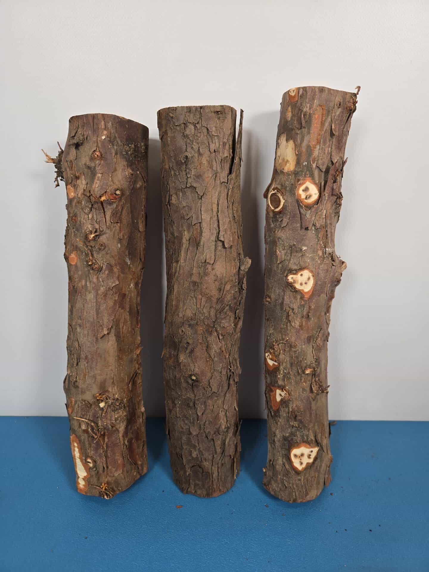Natural Yew Branch Wood x3 - Image 2