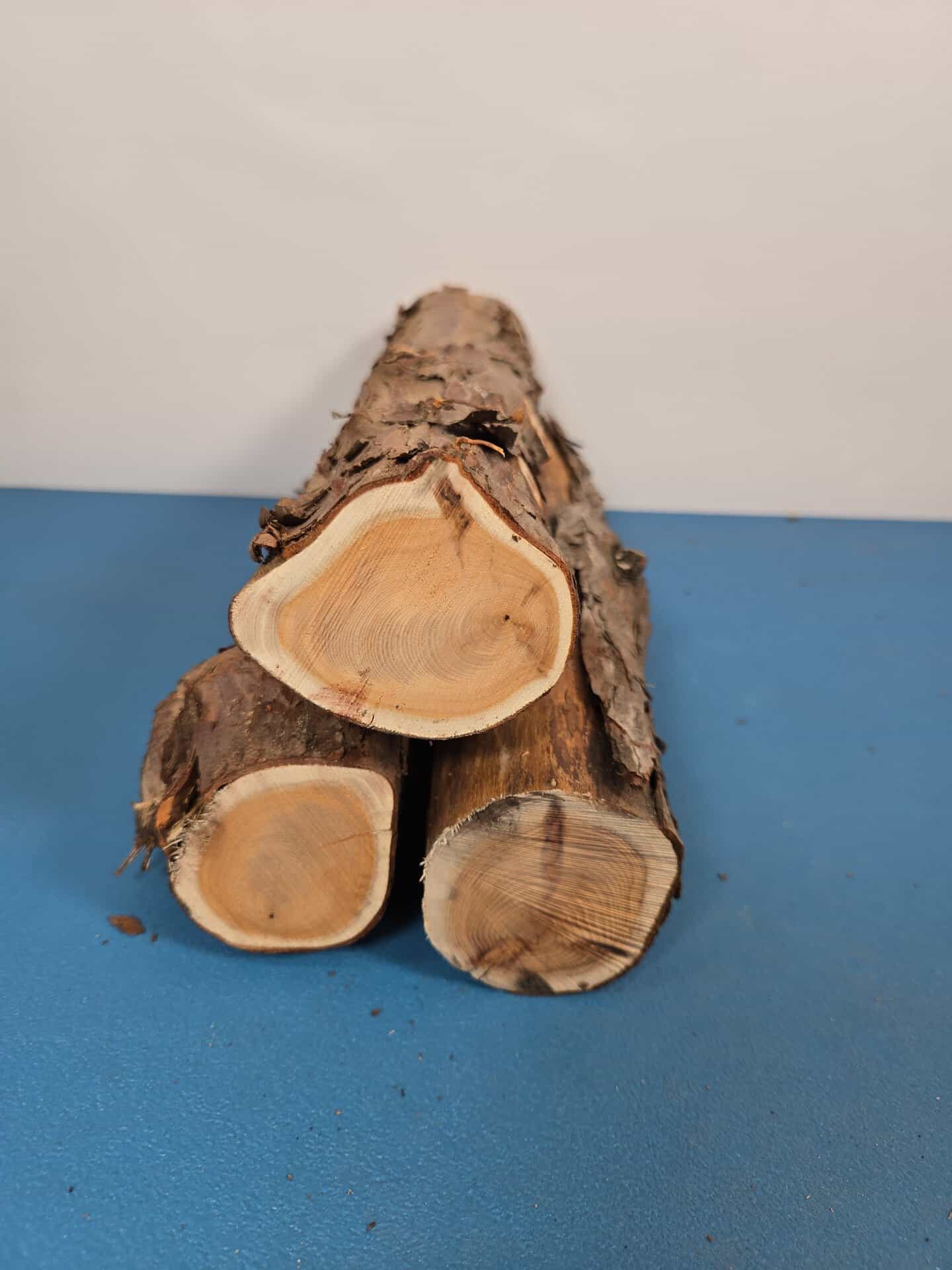 Natural Yew Branch Wood x3 - Image 3