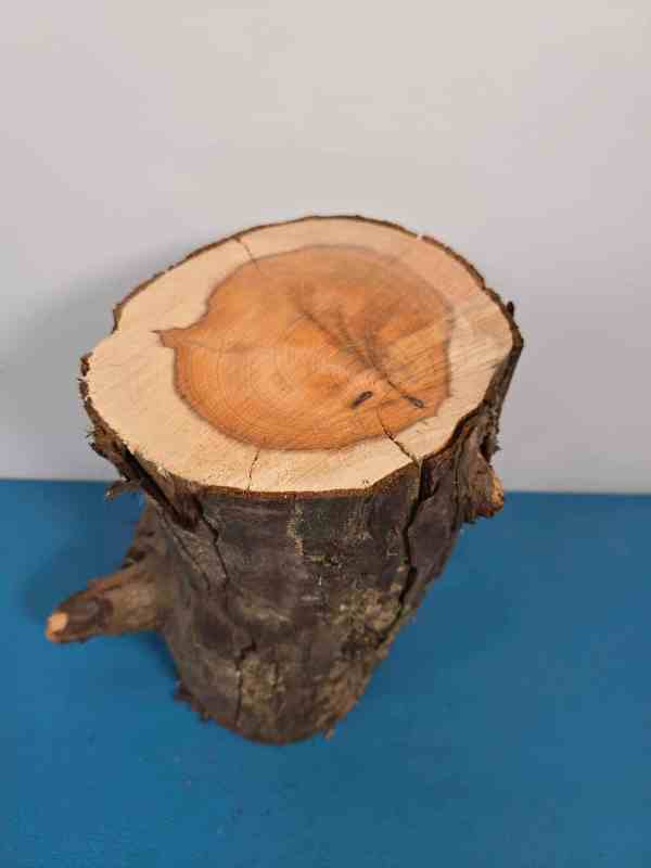 Yew Stump Carving blank