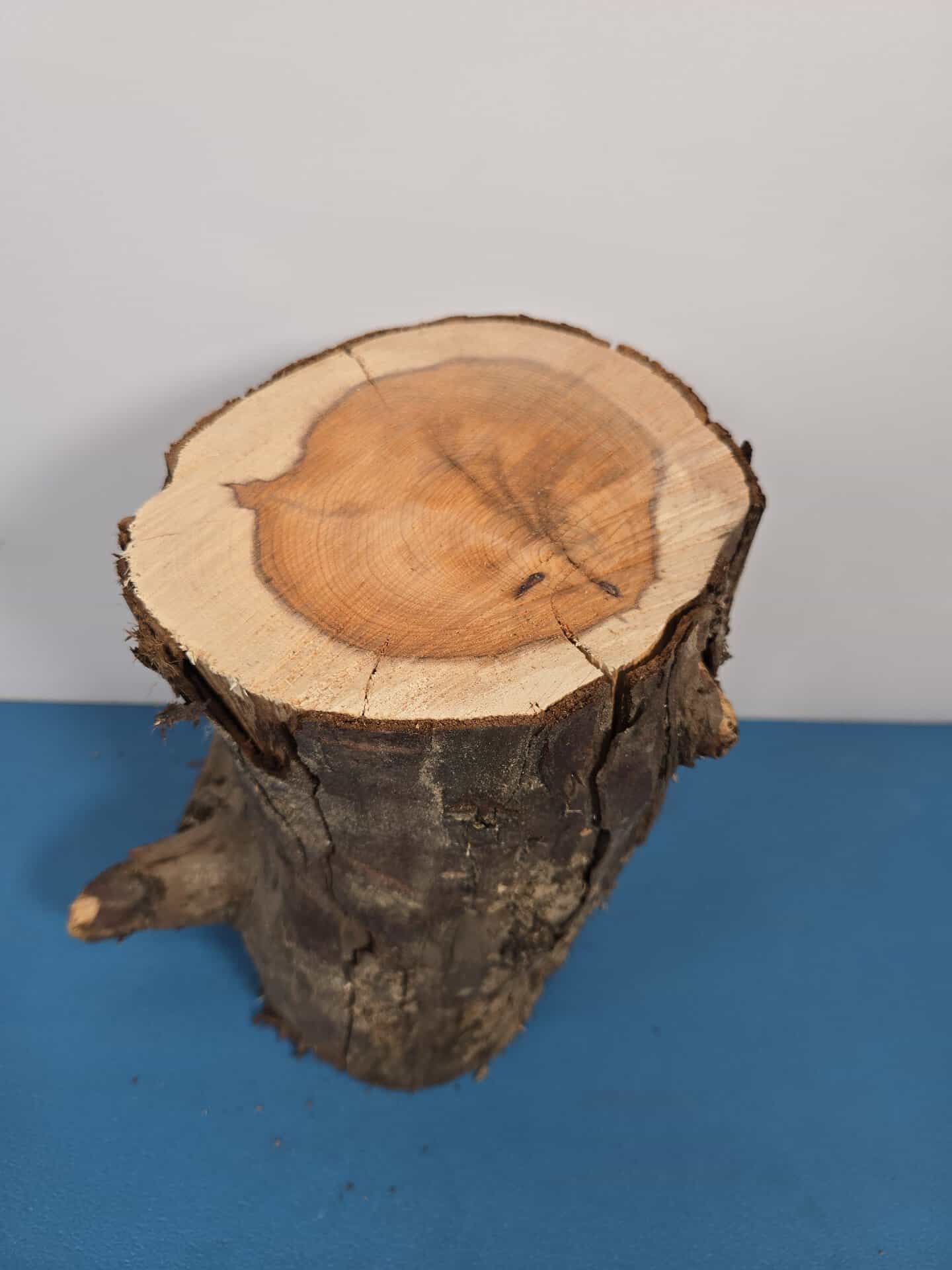 Yew Stump Carving blank - Image 2