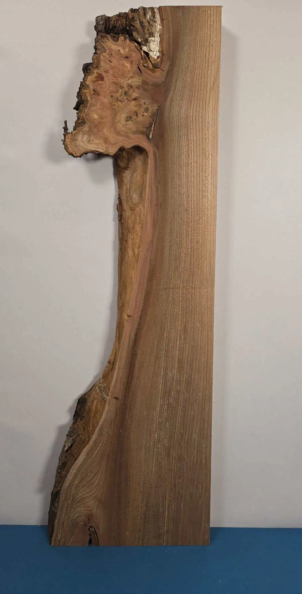 Burr edge Elm offcut