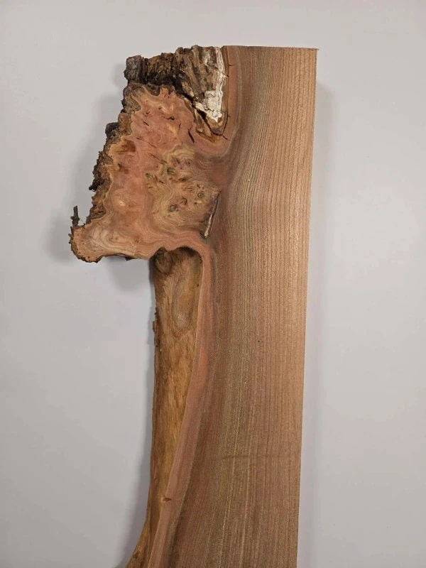 Burr edge Elm offcut