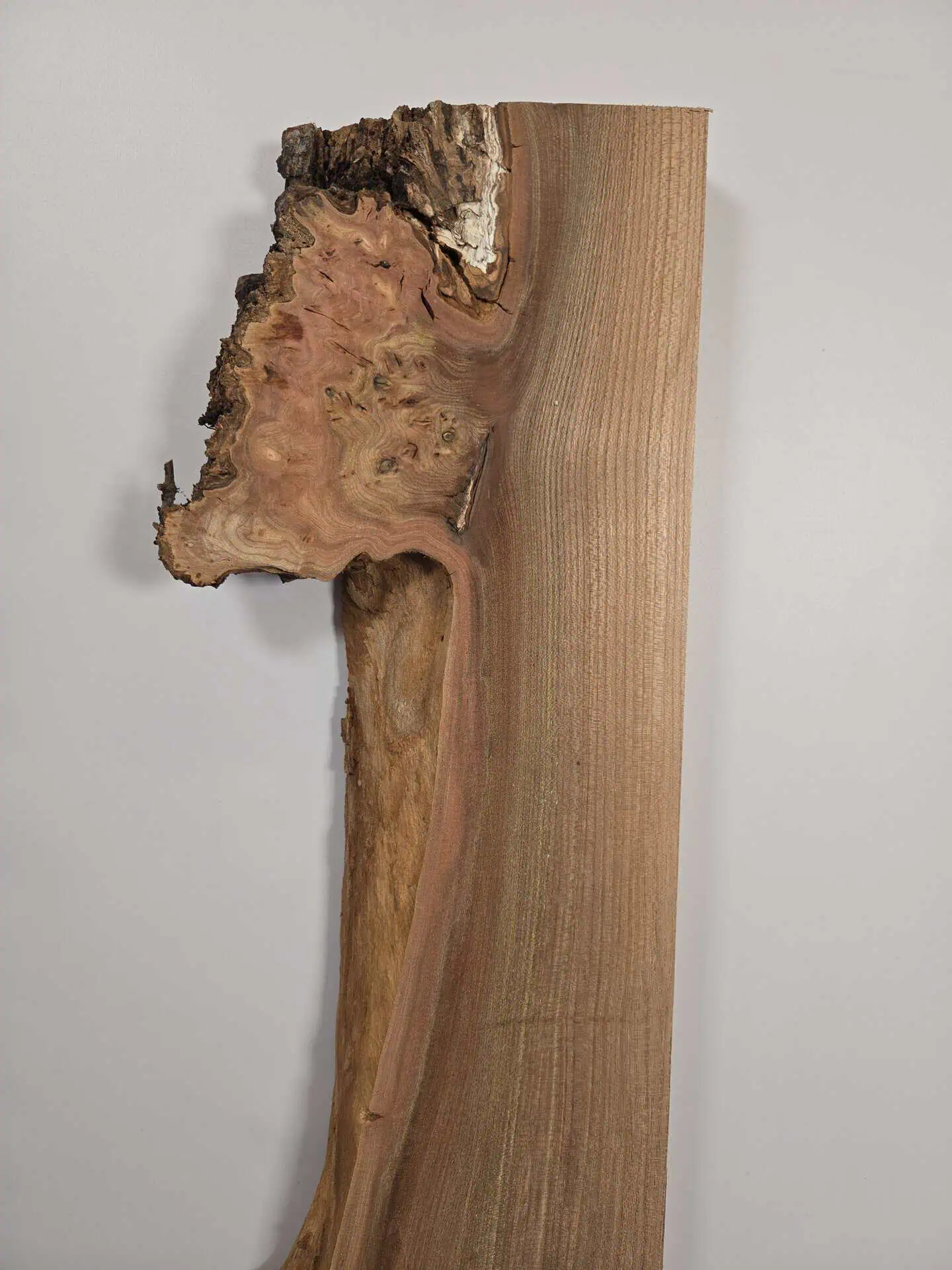 Burr edge Elm offcut - Image 2