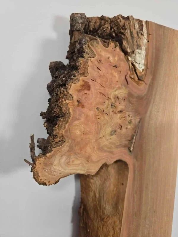 Burr edge Elm offcut