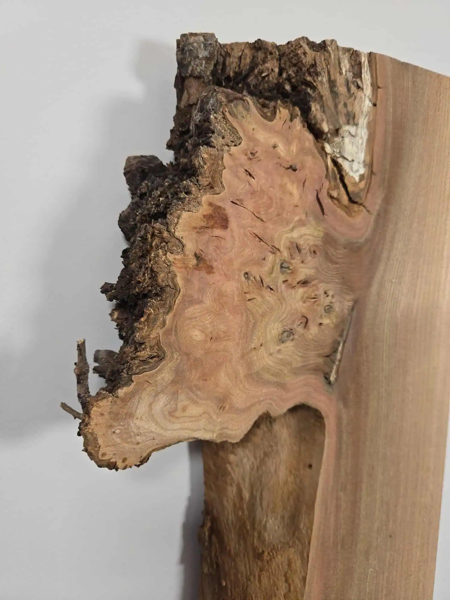 Burr edge Elm offcut - Image 5