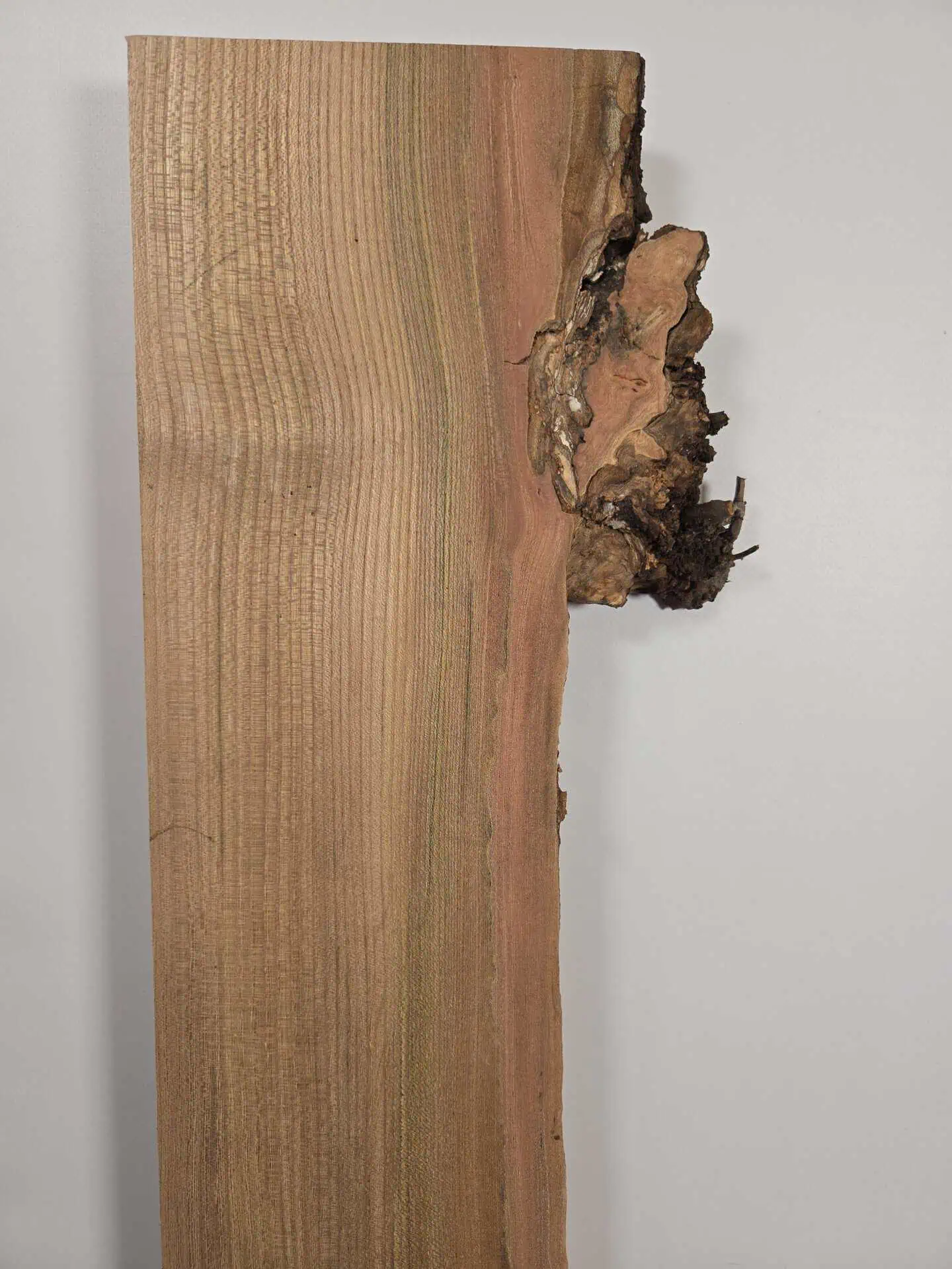 Burr edge Elm offcut - Image 7