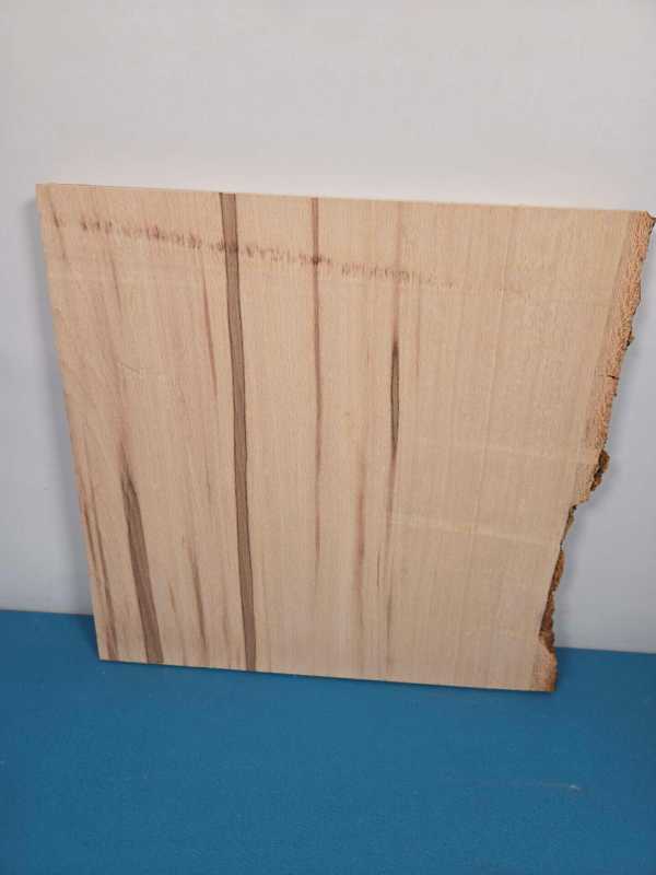 Single Beech Offcut