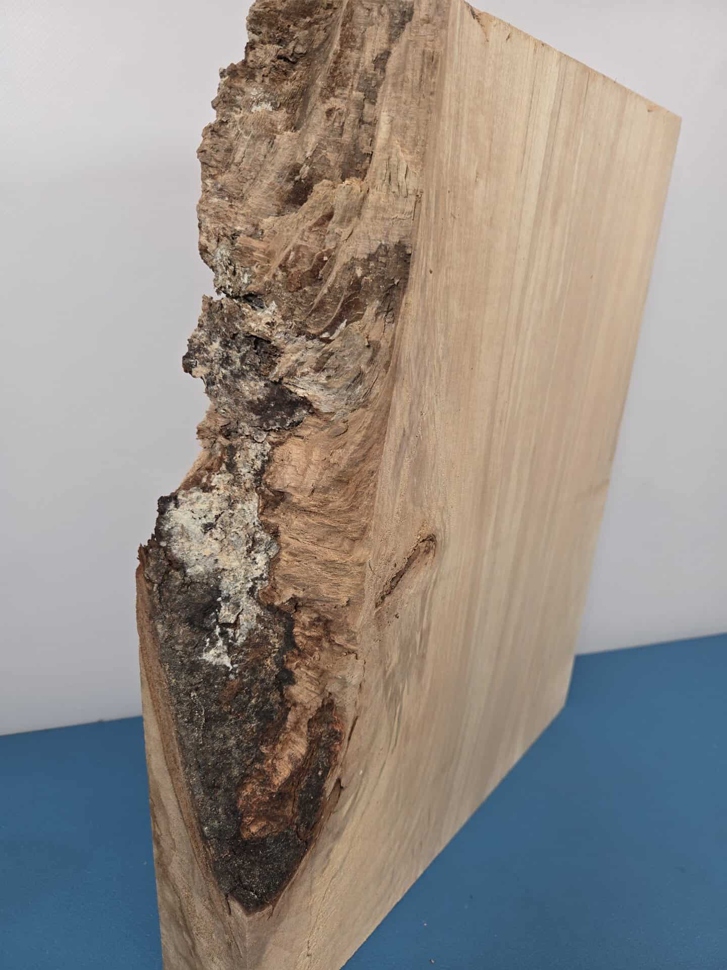 Live edge Lime blank - Image 3