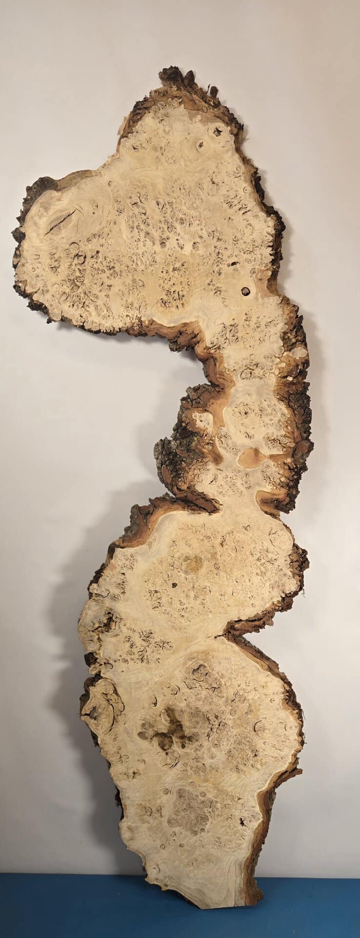 Stunning Burr Scottish Oak