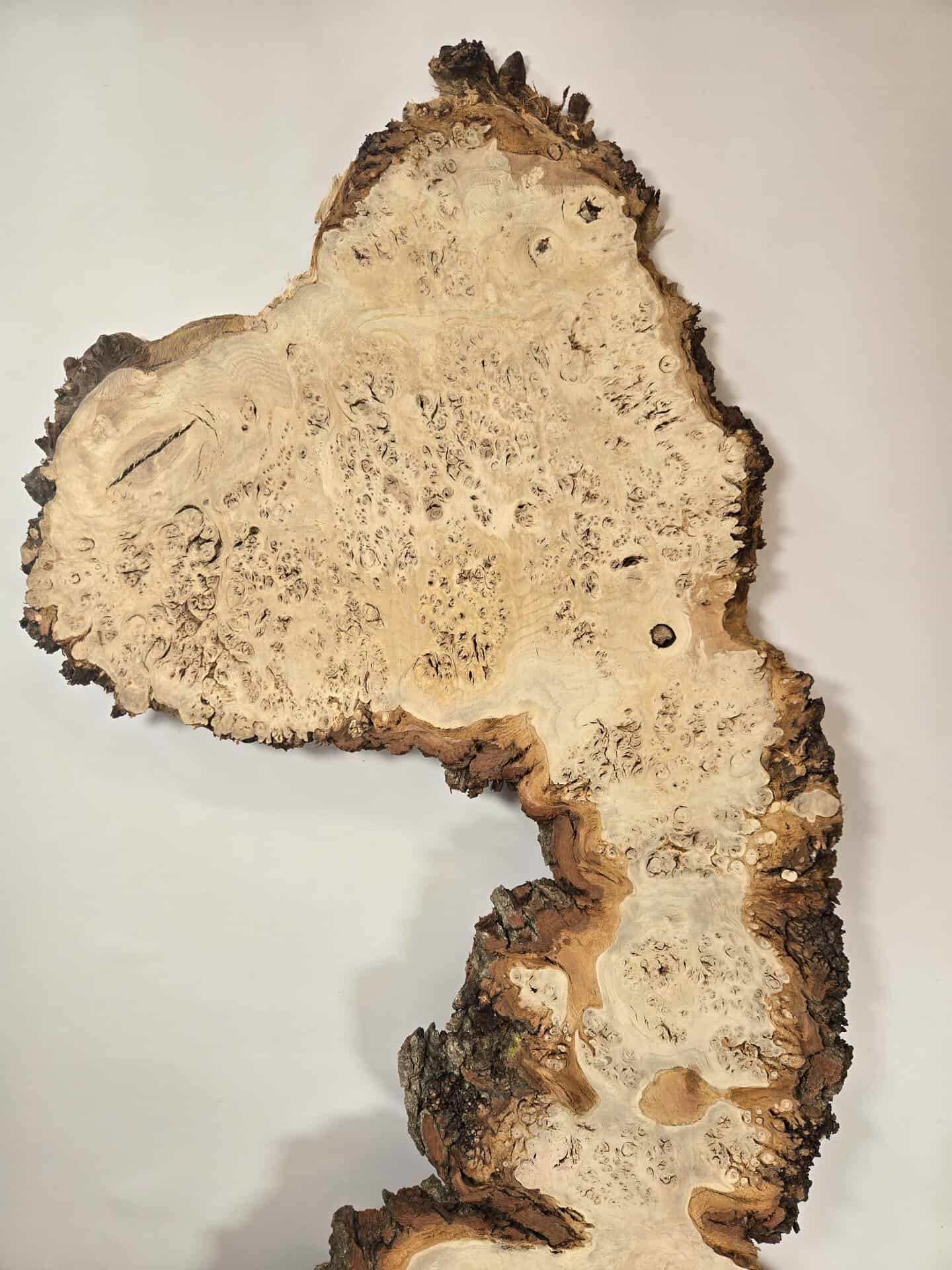 Stunning Burr Scottish Oak - Image 2