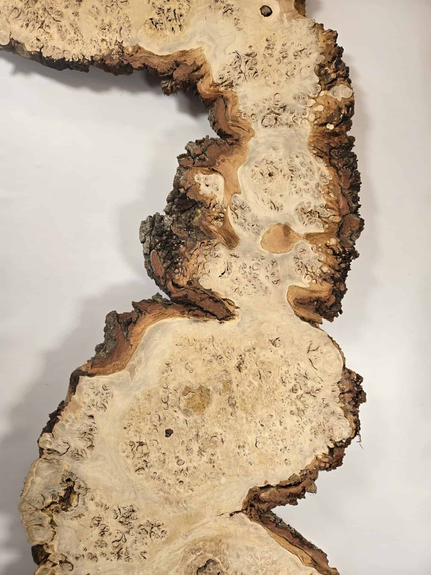Stunning Burr Scottish Oak - Image 3