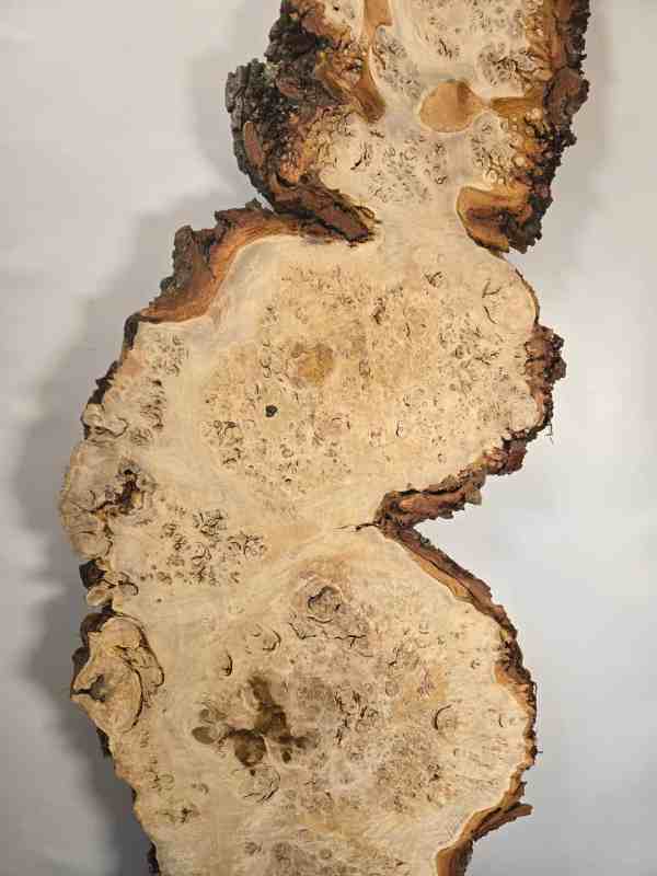 Stunning Burr Scottish Oak
