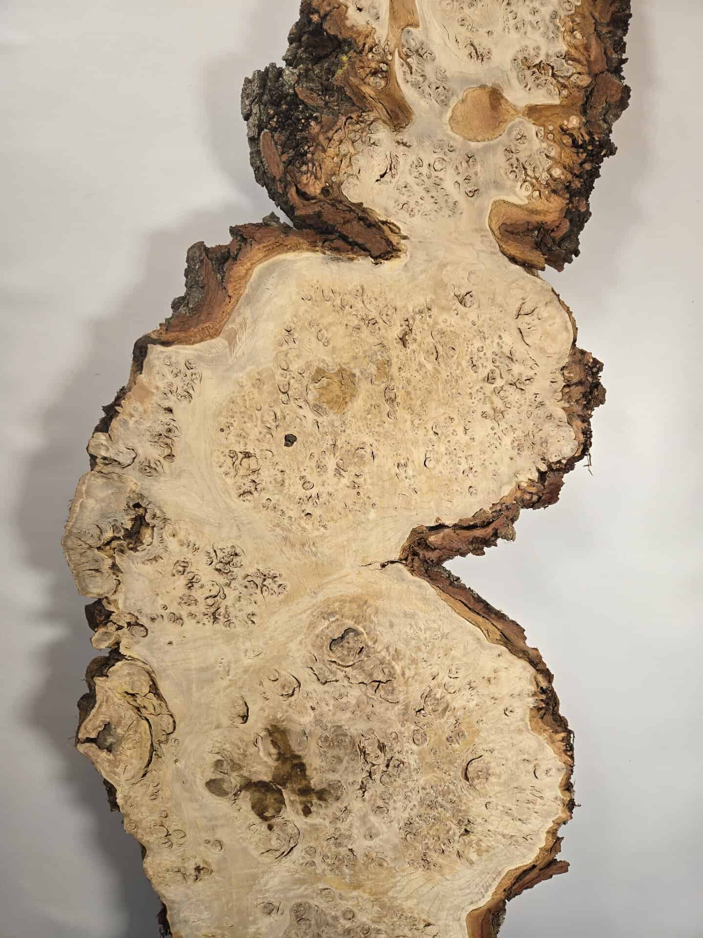 Stunning Burr Scottish Oak - Image 4