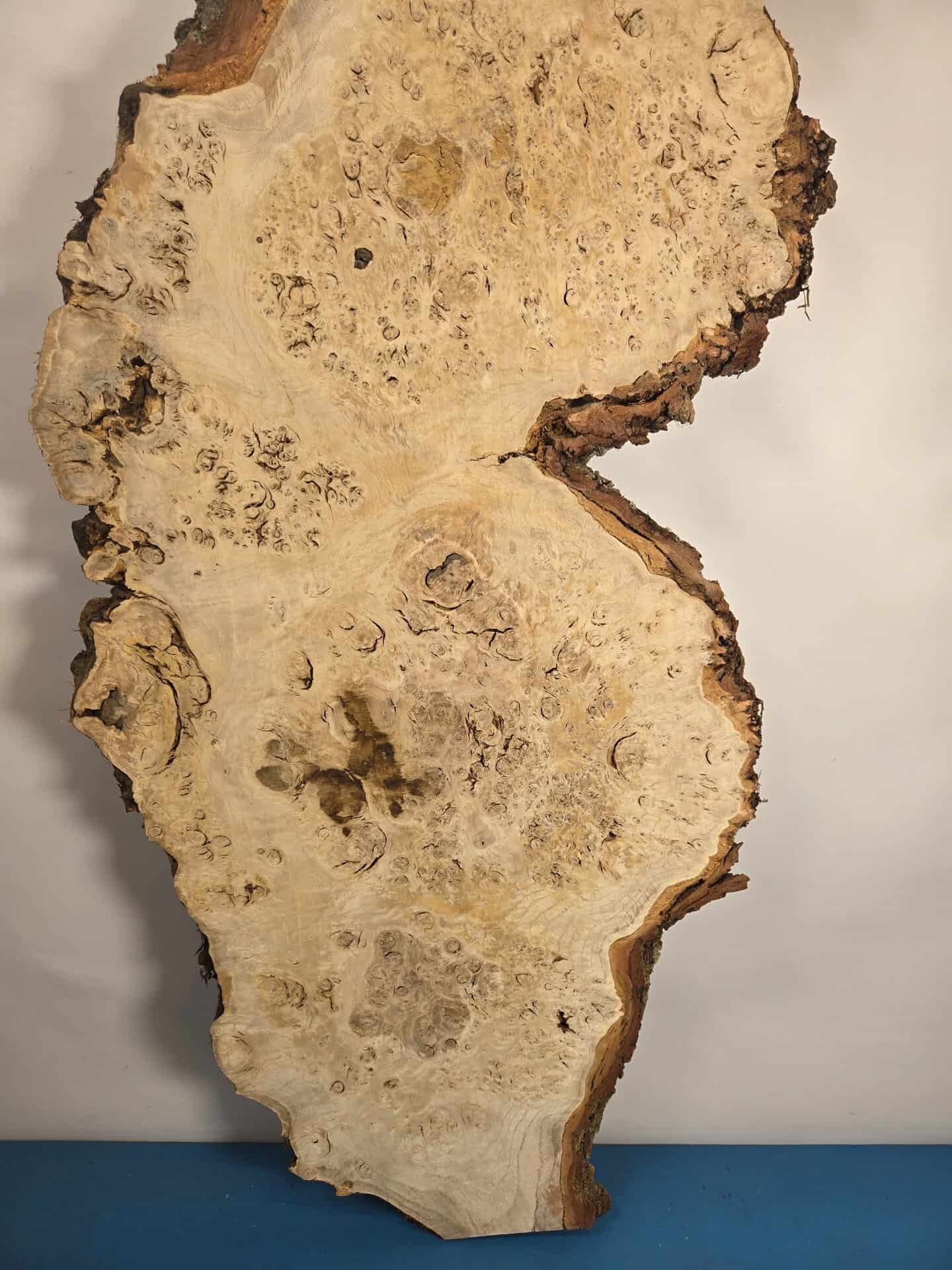 Stunning Burr Scottish Oak - Image 5