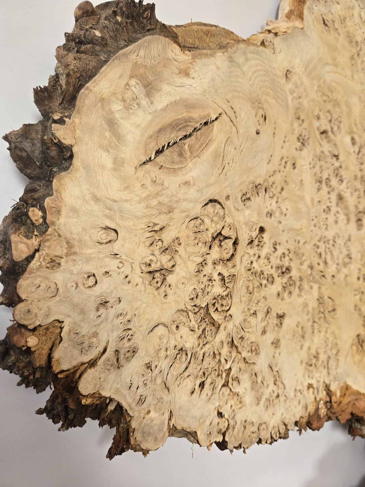 Stunning Burr Scottish Oak - Image 6