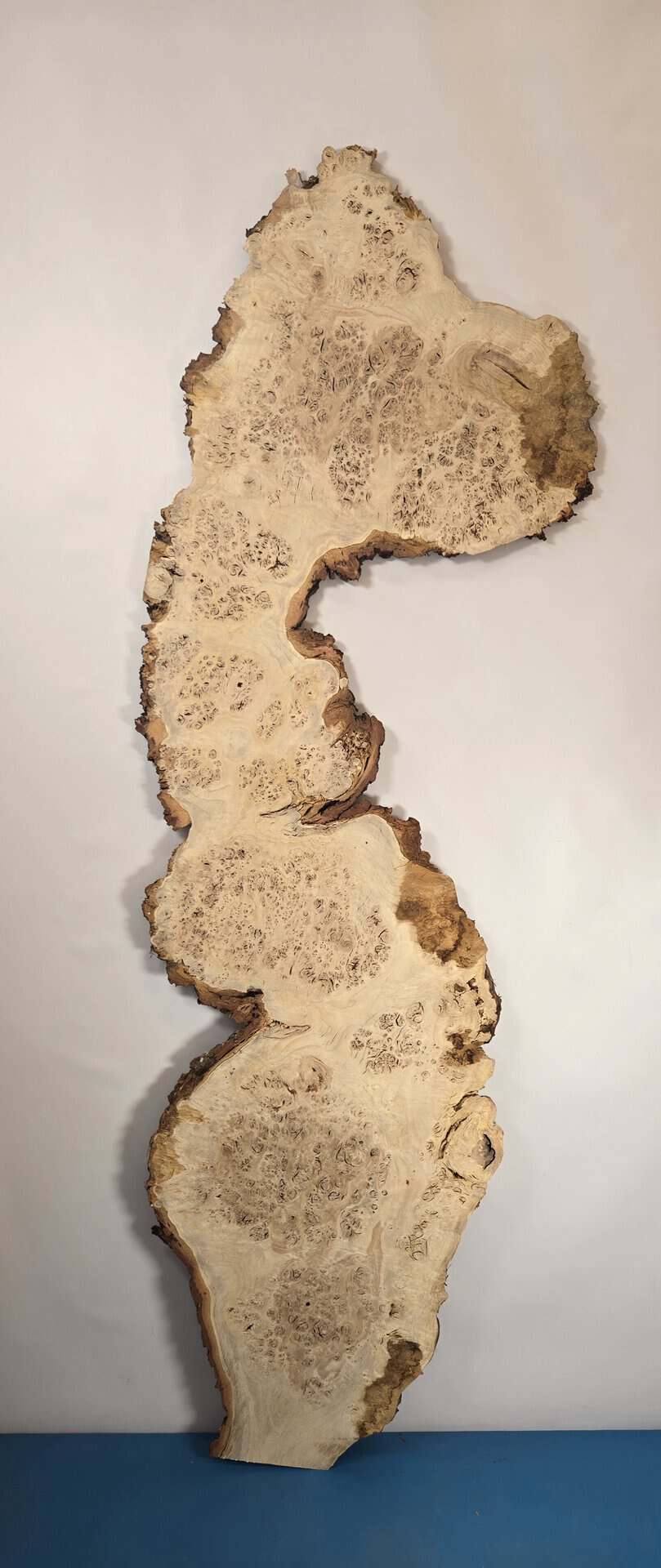 Stunning Burr Scottish Oak - Image 7