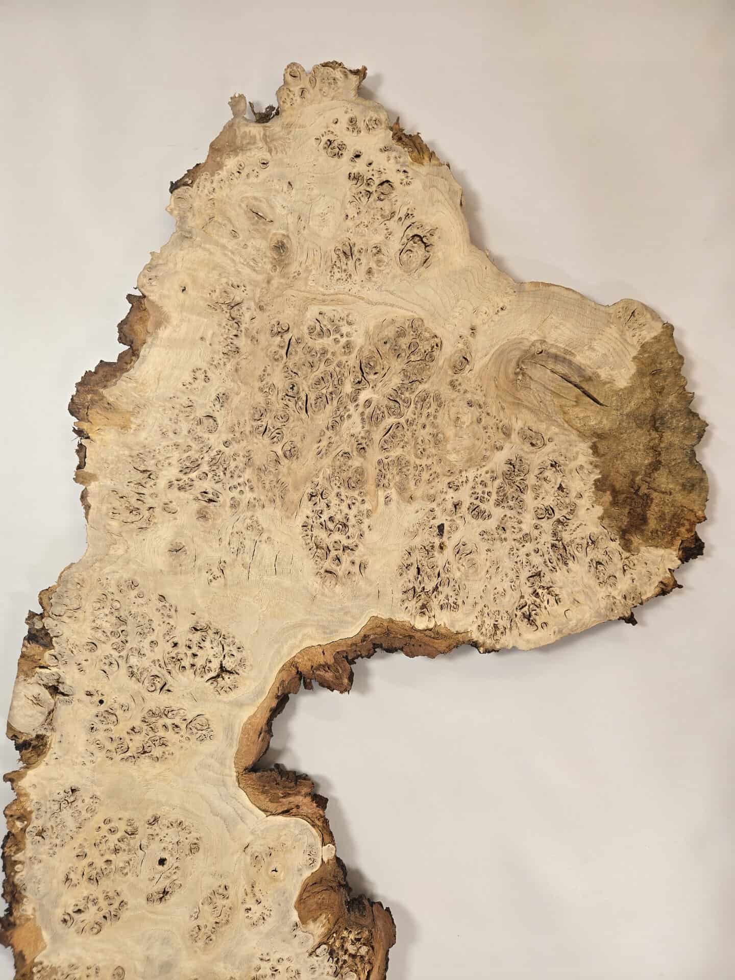 Stunning Burr Scottish Oak - Image 8