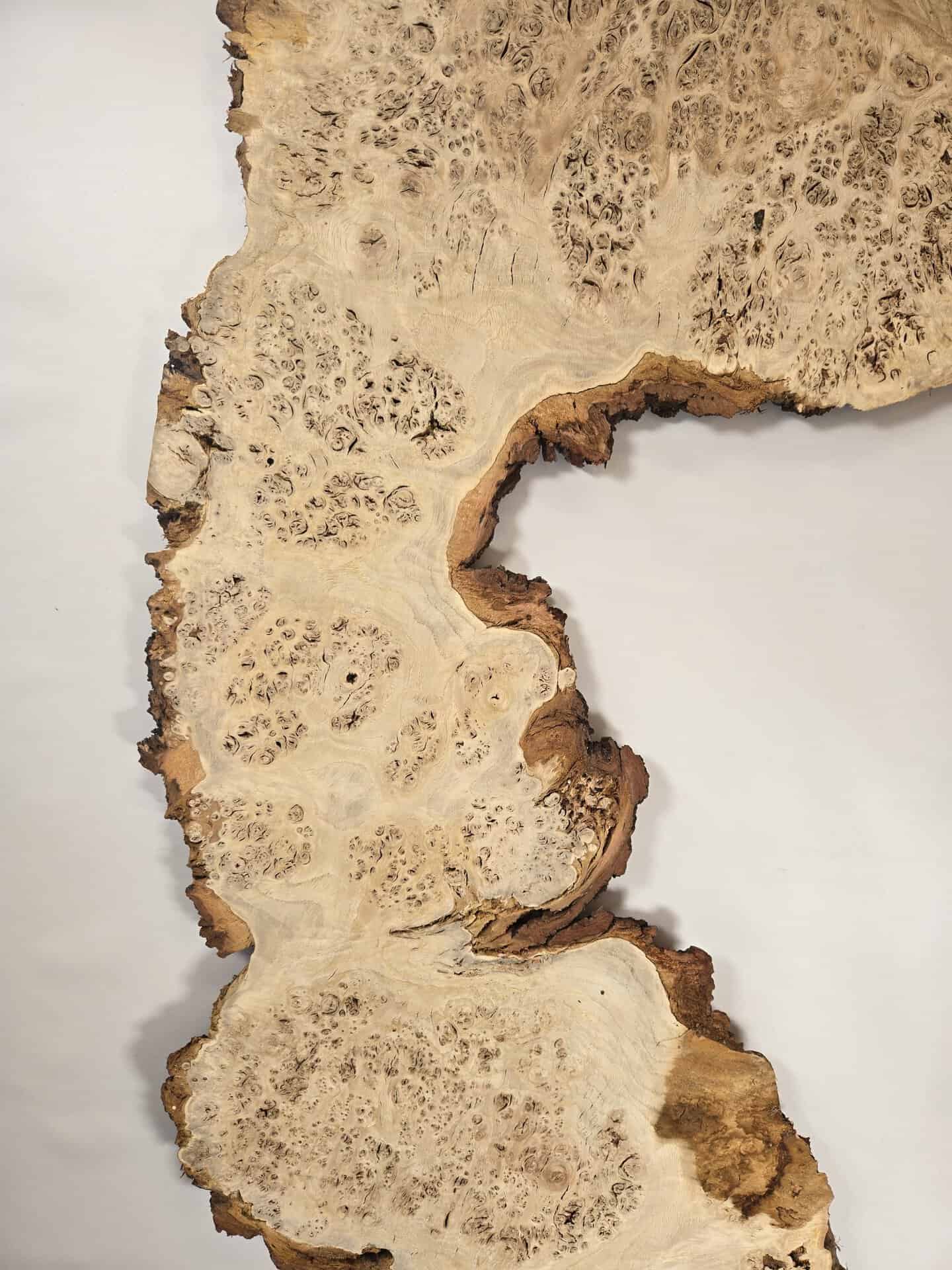 Stunning Burr Scottish Oak - Image 9