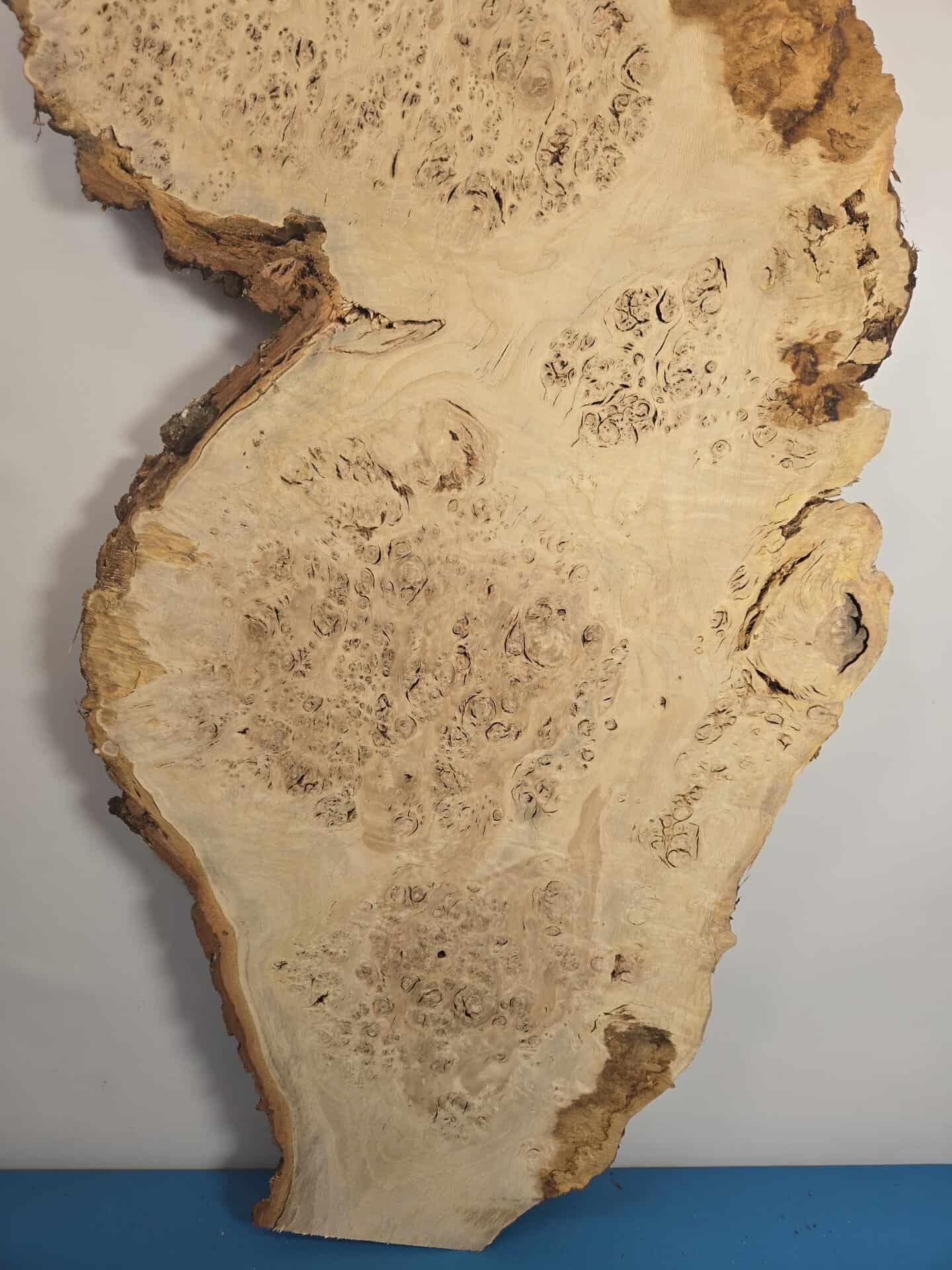 Stunning Burr Scottish Oak - Image 11