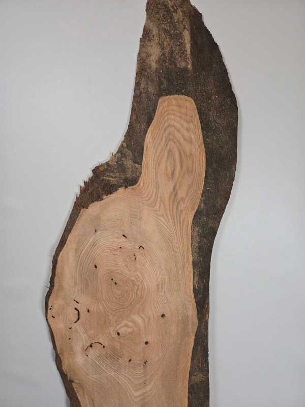 Edge-all-round Elm