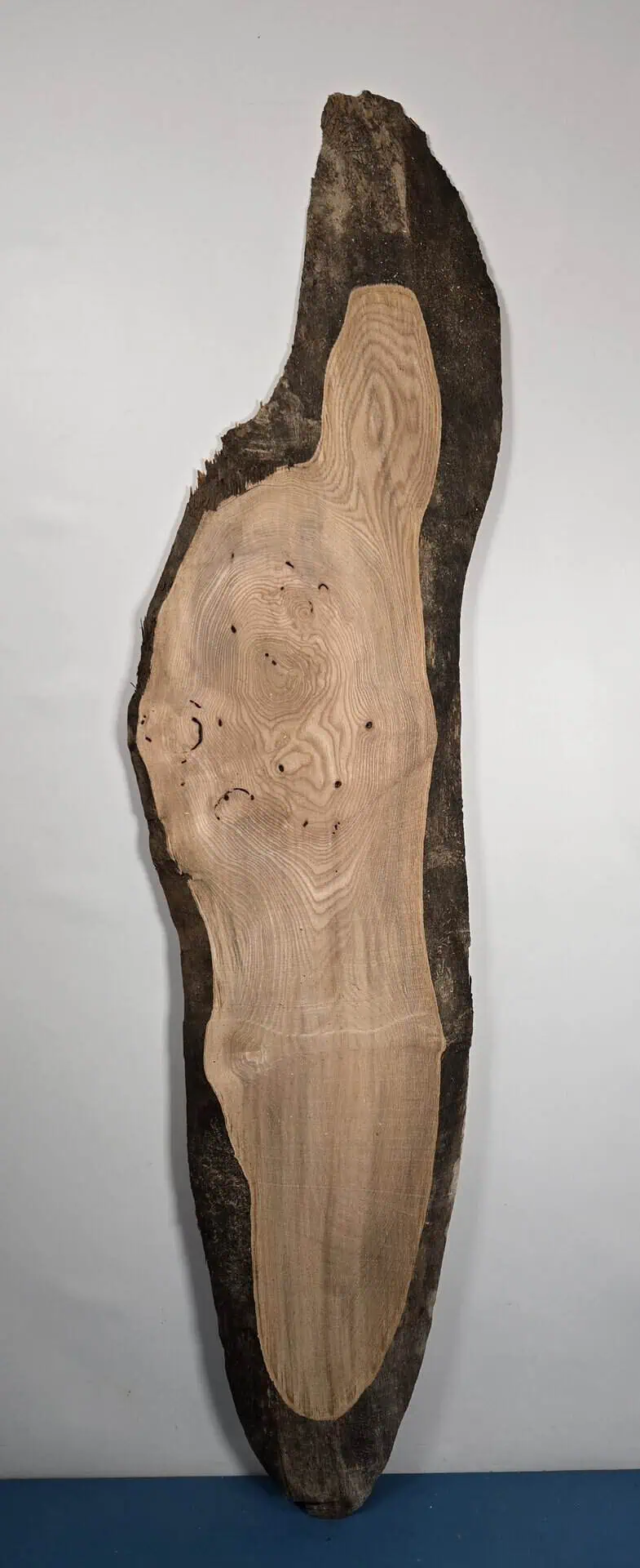 Edge-all-round Elm