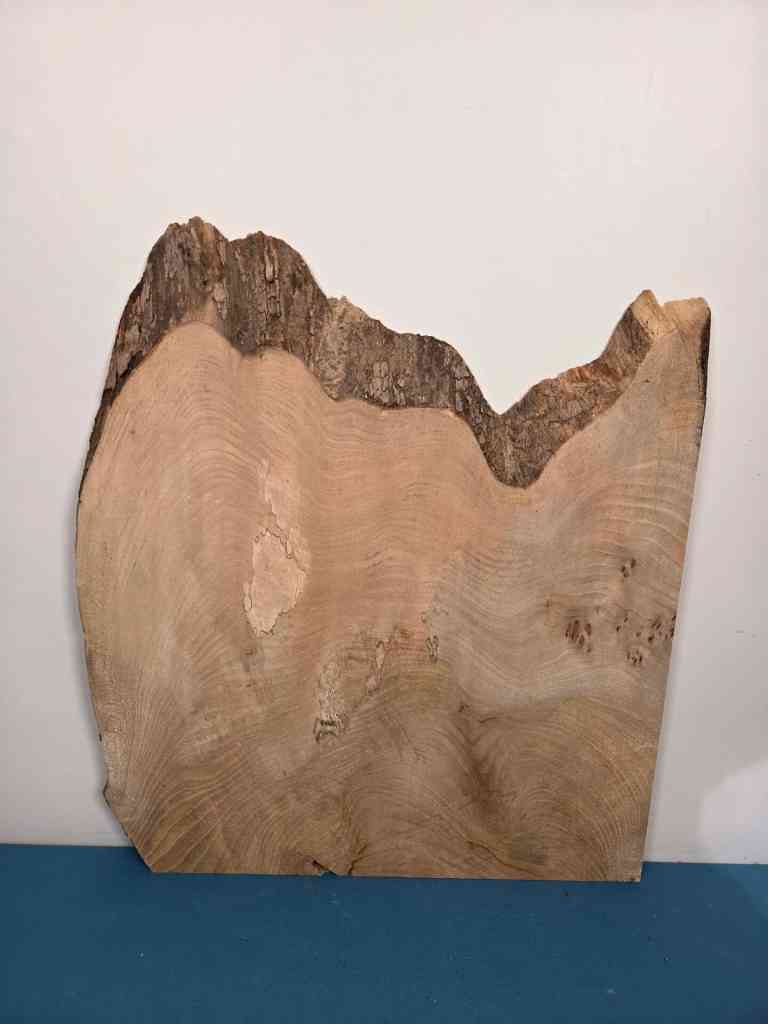 Naturally shaped live Elm wood slab with wavy edges and visible grain pattern.