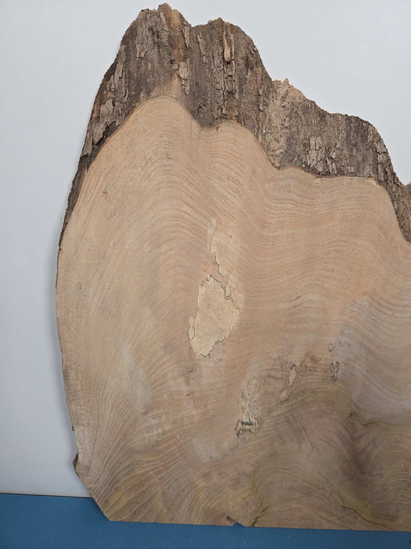 Naturally shaped live elm wood slab with rough bark edge and smooth heartwood.