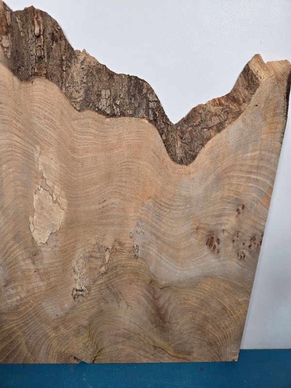 Naturally shaped live Elm wood slab with unique grain and edges for Scottish Wood.
