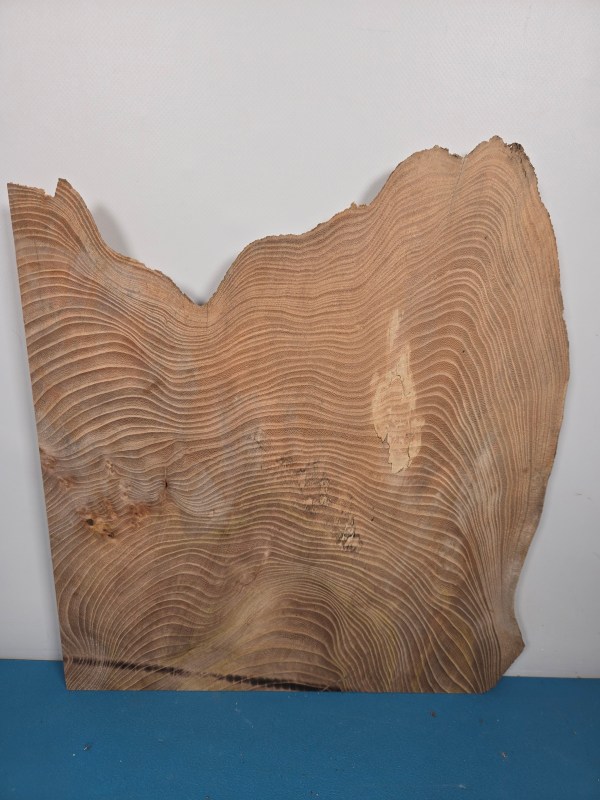 Natural shaped live Elm wood slab with wavy grain and rough edges for woodworking.