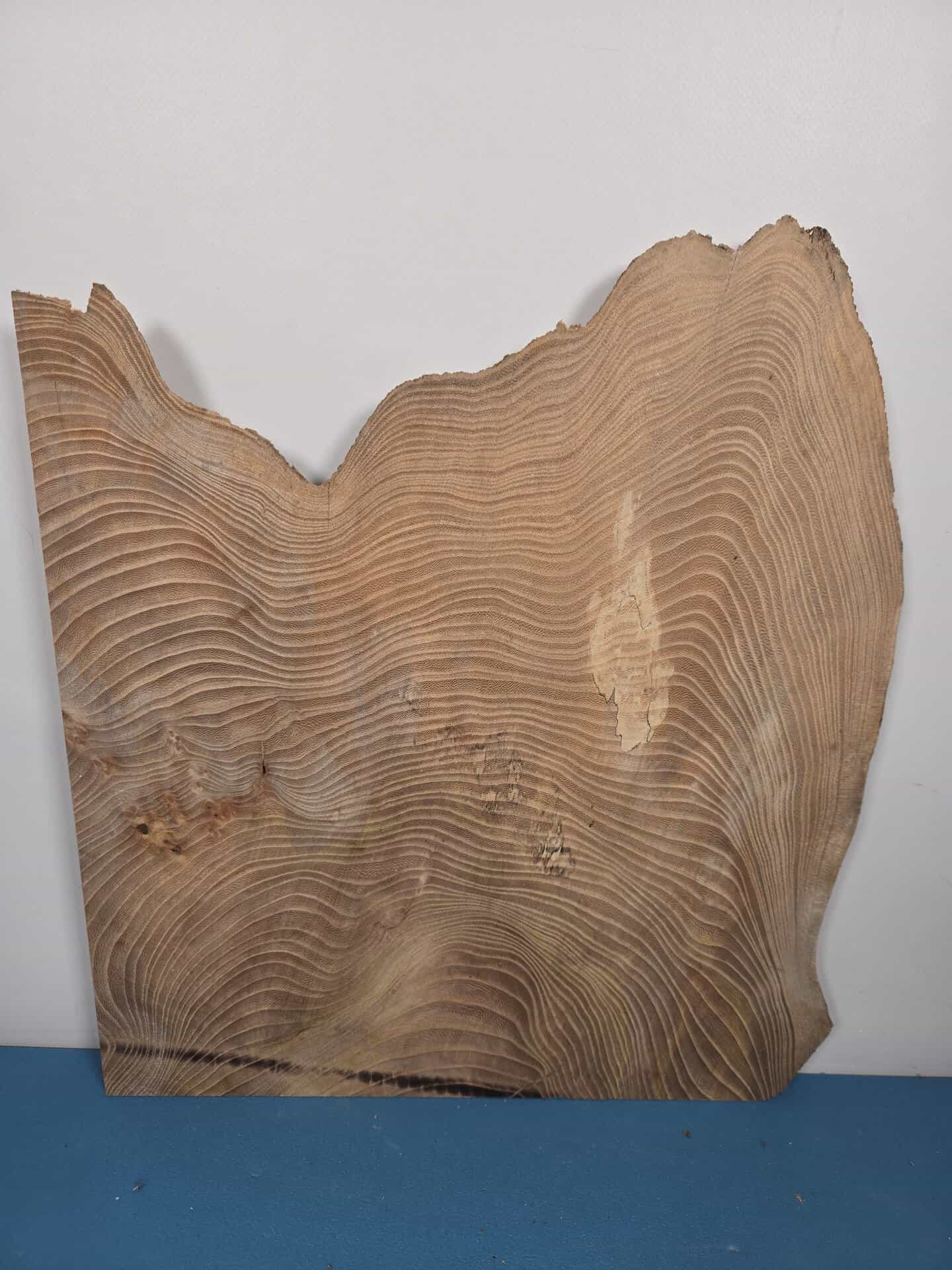 Natural shaped live Elm wood slab with wavy grain and rough edges for woodworking.