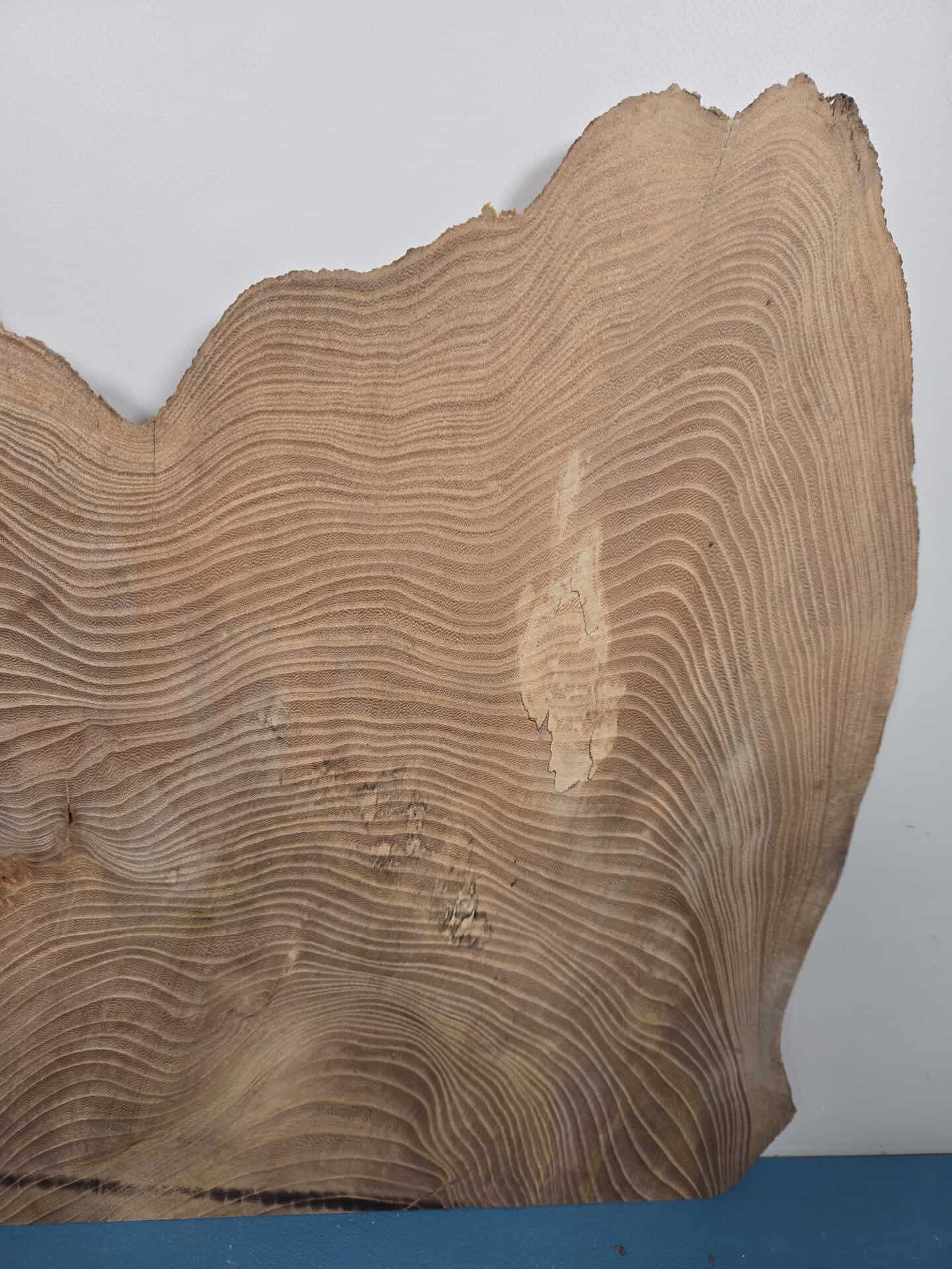 Naturally shaped live elm wood slab with visible growth rings and irregular edges.