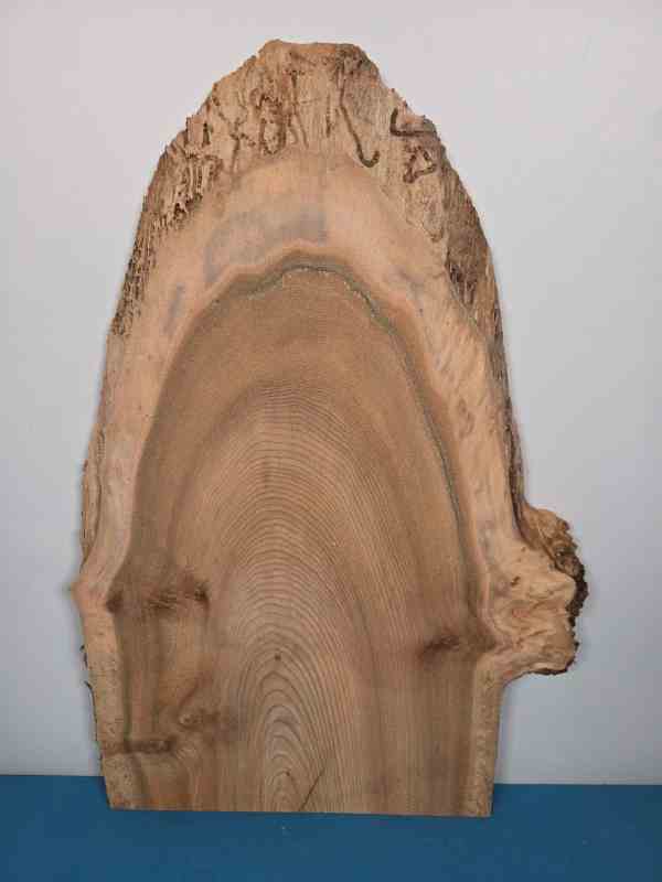 Natural edge Elm timber slab showing wood grain and bark edge for Scottish Wood shop.